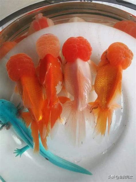 養金魚的數量